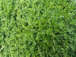 green grass background