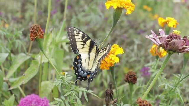 Slow Motion Handheld Shot of a Monarch Butterfly on an Orange Marigold Flower in a Garden Outside