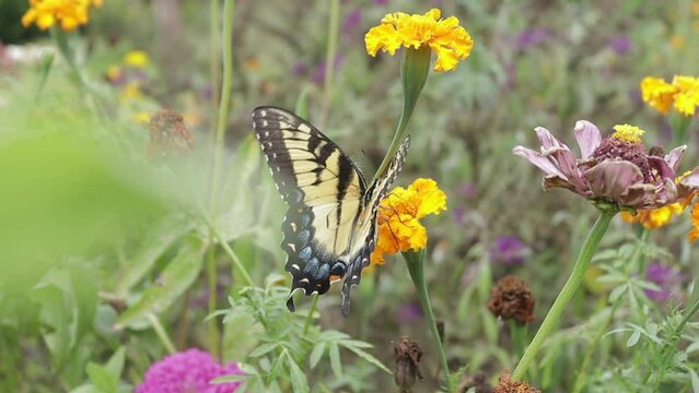 Slow Motion Handheld Shot Around a Monarch Butterfly on an Orange Marigold Flower in a Garden Outside
