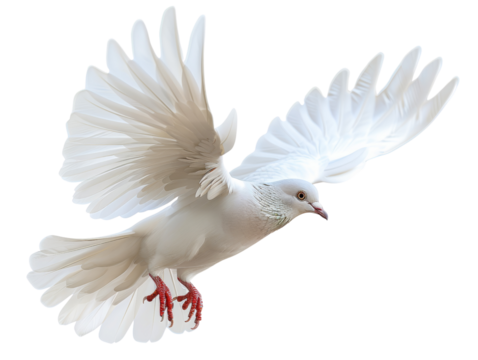 A majestic white dove with outstretched wings in flight. Symbol of peace, purity, and freedom. Isolated on a white background.