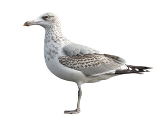 Obraz premium Close-up of a seagull with white and brown plumage, standing and isolated on a white background, showcasing the bird in profile view.