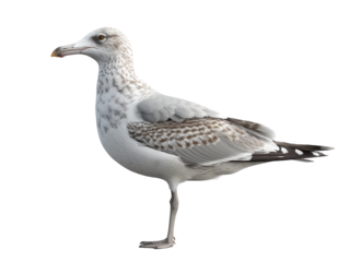 Close-up of a seagull with white and brown plumage, standing and isolated on a white background, showcasing the bird in profile view.