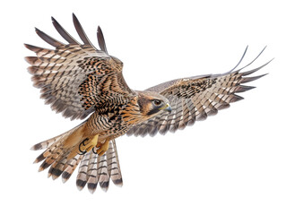 Fototapeta premium Majestic falcon in mid-flight, showcasing its impressive wingspan and intricate feather pattern against a clear background.