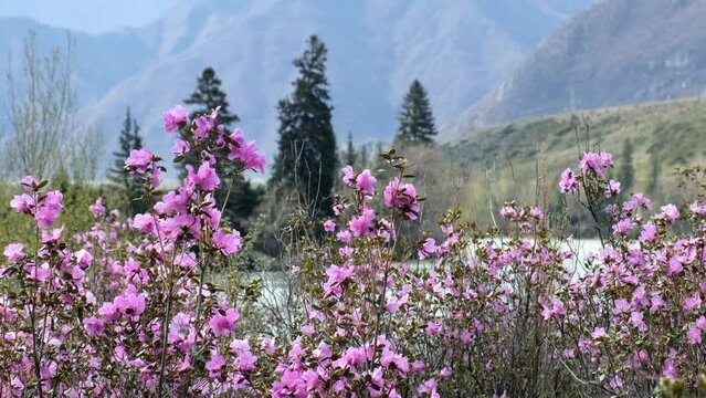 Video of Rhododendron dauricum bushes with flowers and Fir trees near Altai river Katun.