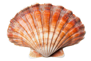 The shell is orange and white