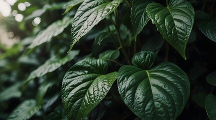 close up view of green plant leaves green aesthetic, aesthetic leaves background 