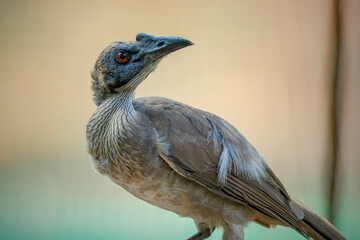 Helmeted friarbird on blurry background