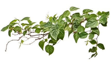 tropical tree plant Isolated on white background

