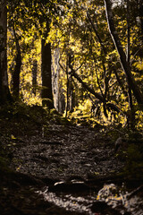 autumn in the forest