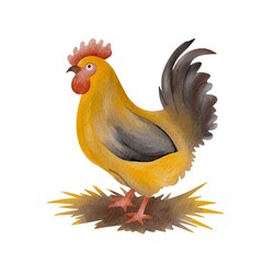 Chicken watercolor illustration. Bright, colorful rooster. Rural watercolor illustration.
