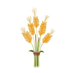 Realistic bunch of wheat, oats or barley. Vector set of wheat ears. Grains of cereals. Harvest and...