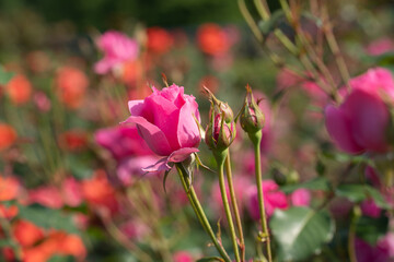 plants, flowers, roses, nature, wallpaper, flowers, buds, petals, roses, parks, flowers, colorful, bouquets of flowers