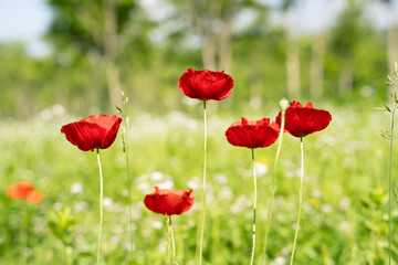 plants, flowers, roses, nature, wallpaper, flowers, buds, petals, roses, parks, flowers, colorful, bouquets of flowers