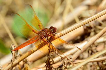 Flame Skimmer Dragonfly, Libellula saturata, in Baja California