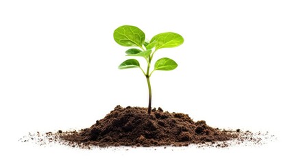 Naklejka premium Plant Isolated on white background