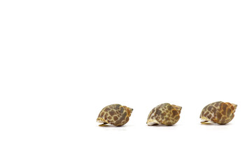Sweet clams on a white background