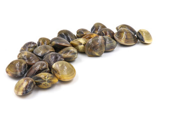 Closed up fresh baby clams, venus shell, shellfish, carpet clams, short necked clams, as raw food from the sea are the seafood ingredients. fresh clams isolated on white background.