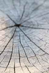 Old wooden texture for background that has natural.