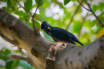 Raja-perling (Basilornis)