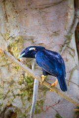 Raja-perling (Basilornis)