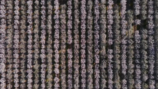 Aerial drone view of rows of blooming almond trees in Modesto, California