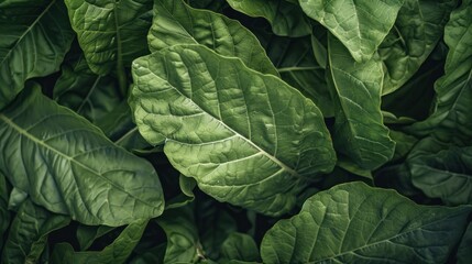 Fototapeta premium The importance of sustainable practices in the tobacco cultivation and harvesting business to protect the environment and ensure future supply.