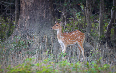 Spotted Deer in Sundarbans.chital or cheetal, also known as the axis deer is a deer species native to the Indian subcontinent.this photo was taken from Bangladesh.