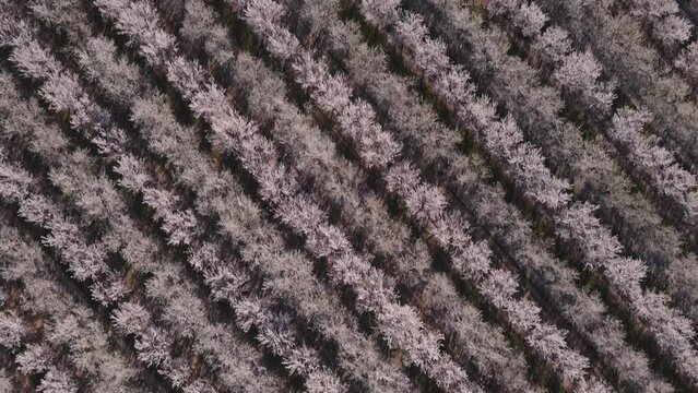 Aerial drone view of rows of blooming almond trees in Modesto, California