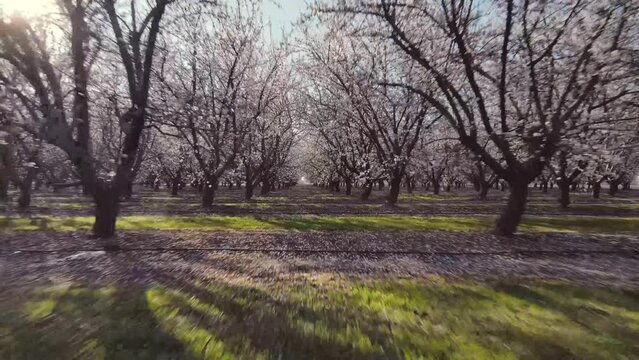 Rows of rows of blooming almond trees on spring sunny day in Modesto, California