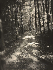 A winding path through a dense forest