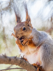 The squirrel with nut sits on a branches in the spring or summer.