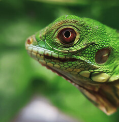 macro photo of the head of a small iguana