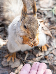 Fototapeta premium A squirrel in the spring or autumn eats nuts from a human hand. Eurasian red squirrel, Sciurus vulgaris