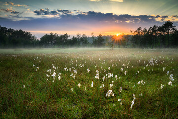 Sunny morning on peat bog full of cottongrass