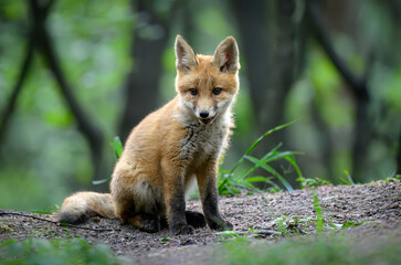 Cute young red fox in the forest ( Vulpes vulpes )