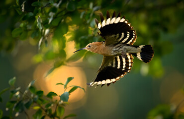 Eurasian hoopoe bird feeding juvenile ( Upupa epops )