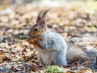 Squirrel in autumn or spring with nut on the green grass with fallen yellow leaves