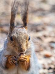 Squirrel in autumn or spring with nut on the green grass with fallen yellow leaves