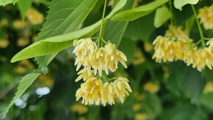 tilia herbal tree flowers in spring season