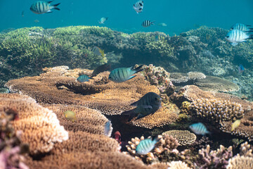 coral reef in the sea