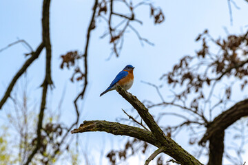 Eastern bluebird in early Spring