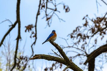 Eastern bluebird in early Spring