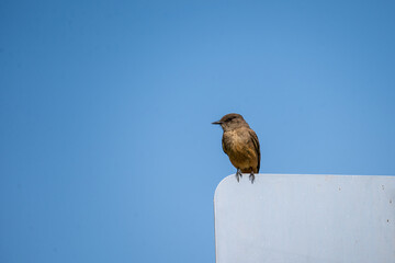 Say's phoebe (Sayornis saya) flycatcher