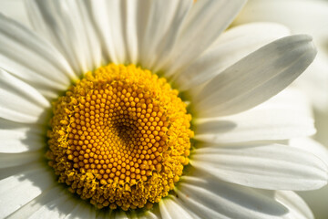 close up of chamomile 