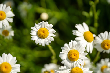 Chamomile in the park in spring