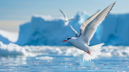 Obraz premium A photograph of an Arctic tern, sleek and elegant, soaring above the icy waters of the North Pole, with a backdrop of towering icebergs and a clear blue sky. The sunlight illuminating the tern's