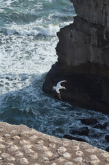 Obraz premium Sea Gannet