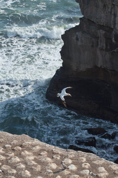 Sea Gannet