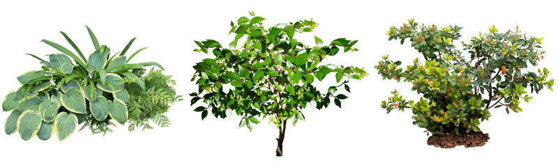 ギボウシ,シャンリンバイ植物切り抜きセット透過PNG背景白