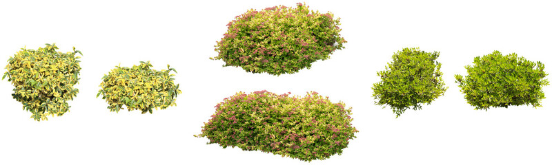 マサキ,シモツケ,サツキ植物切り抜きセット透過PNG背景白